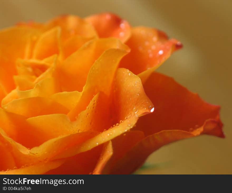 Rose closeup