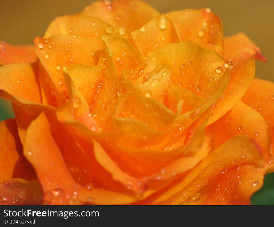 Rose closeup. Rose closeup