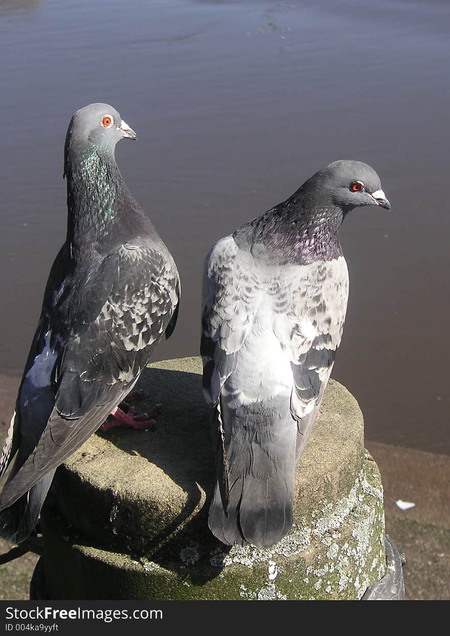 Two pigeons on the same post. Two pigeons on the same post