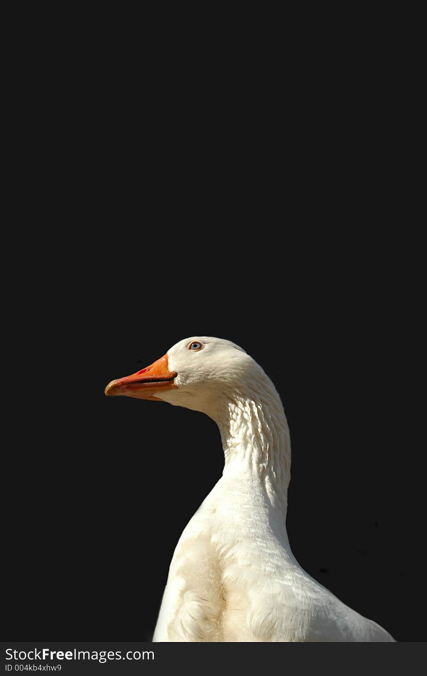 White goose profile on black background