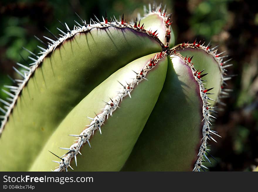 Close up of a cactus plant