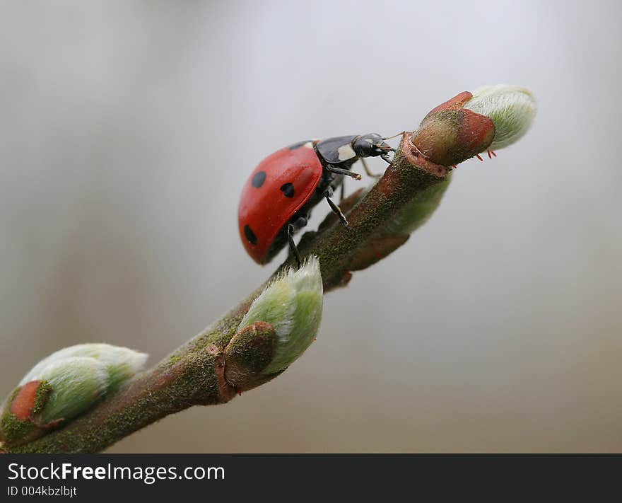 Ladybird Hunting