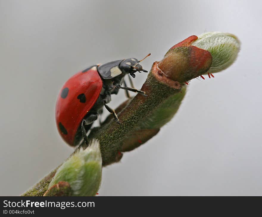 Ladybird Hunting On Branch