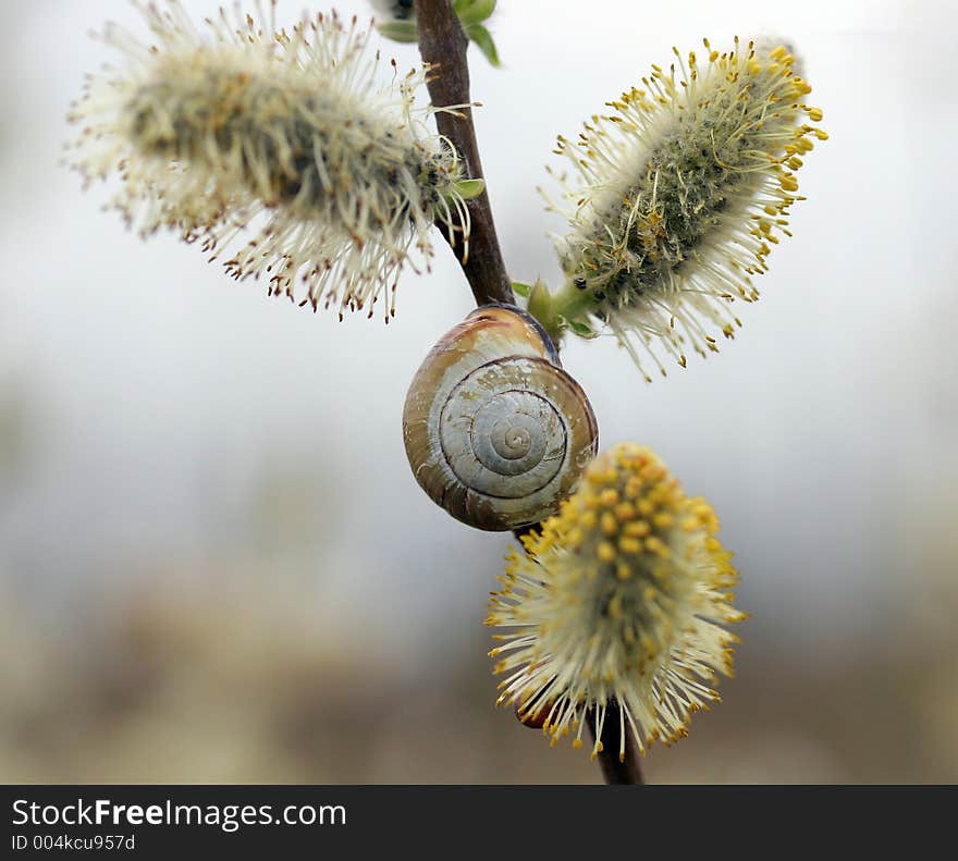 Snail with cilorful shell on willow branch, medium shot. Snail with cilorful shell on willow branch, medium shot.