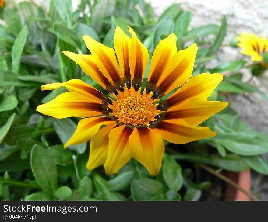 Yellow Flower in a Pot 1