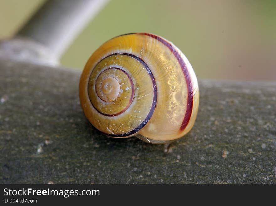 Snail On Tree Bark, Macro Horizontal