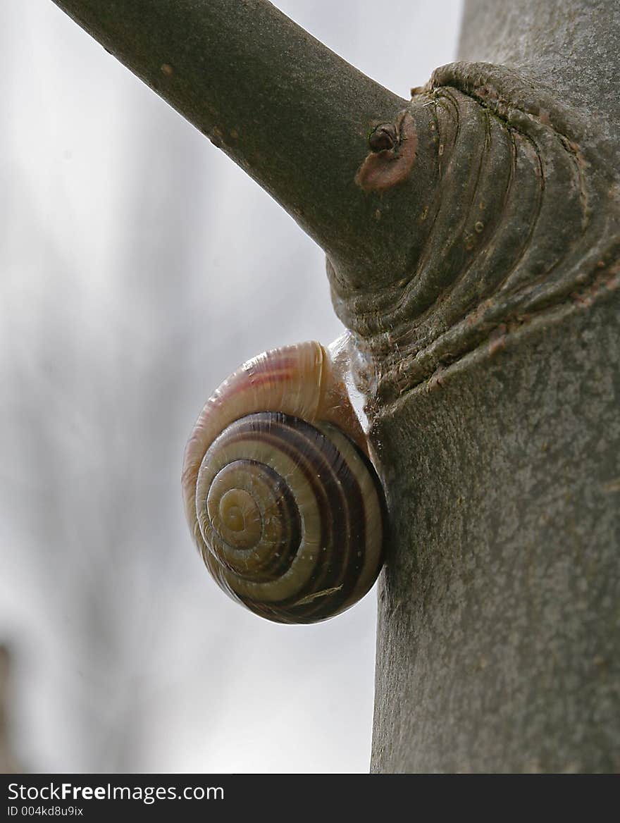 Snail On Side Of Tree