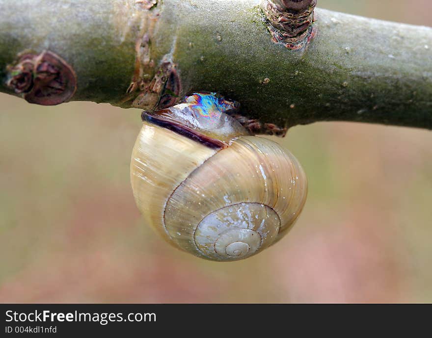 Snail Hanging Around