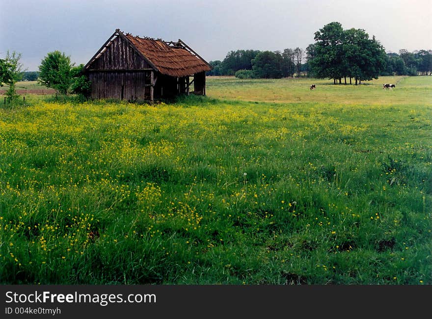 Cows in field. Cows in field