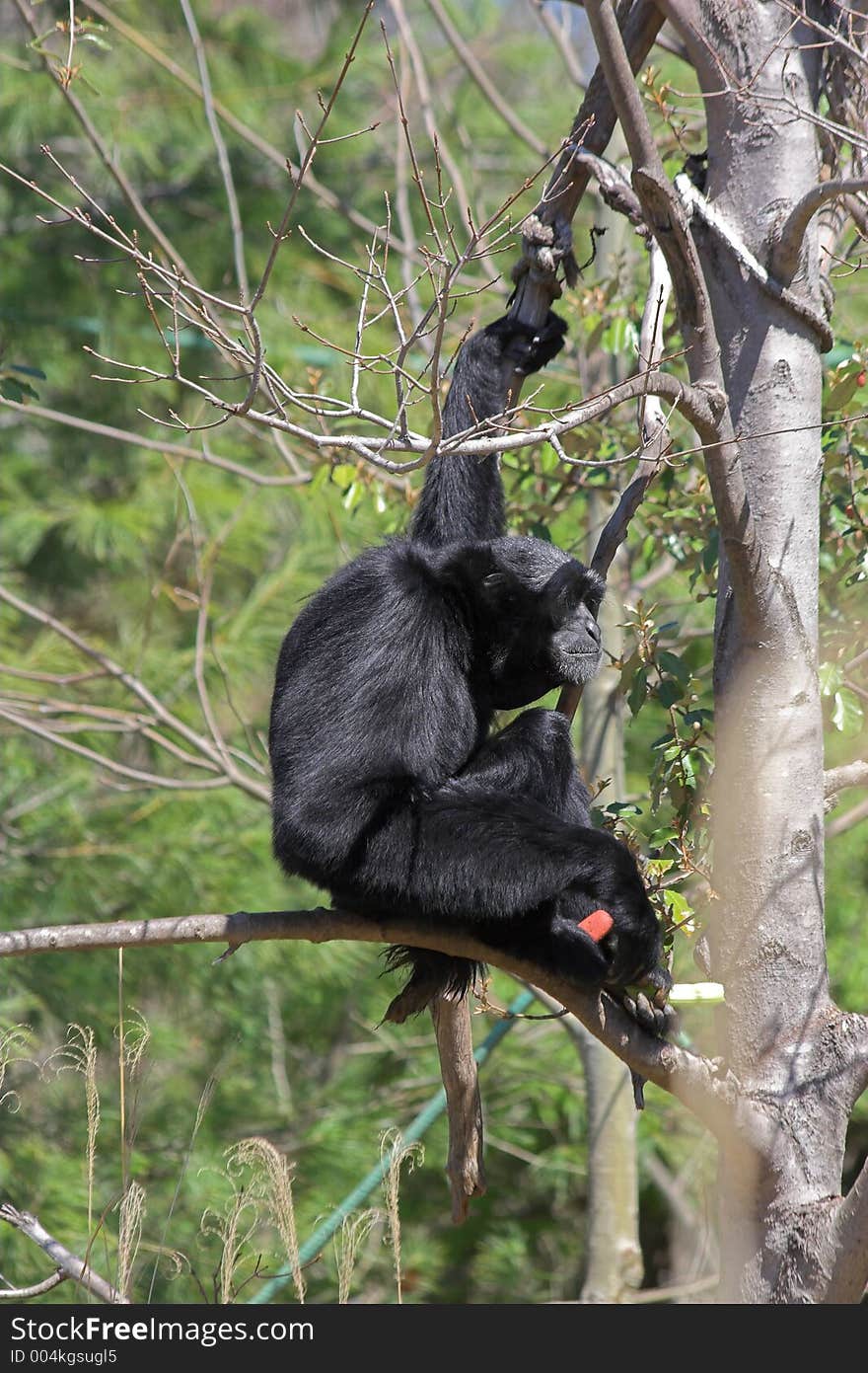 Siamang gibbon