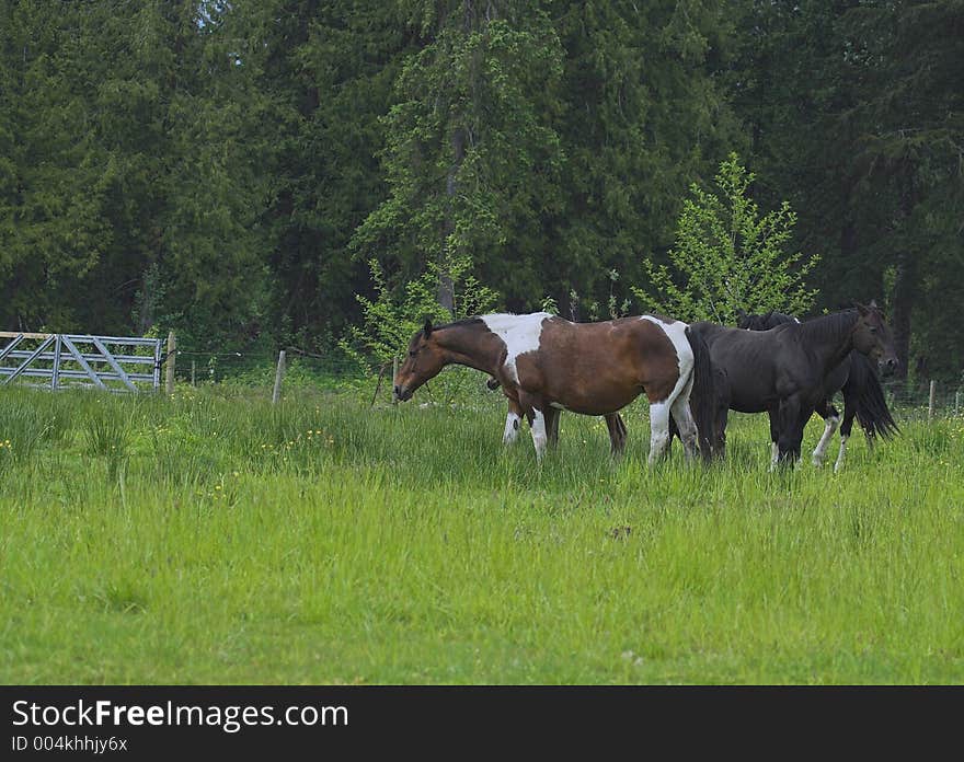 Horses in field of local ranch. Horses in field of local ranch