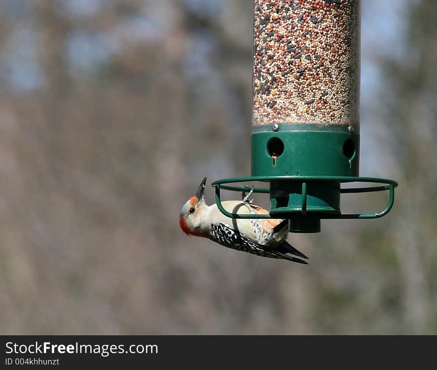 Red-Headed Woodpecker Playing on a Bird Feeder