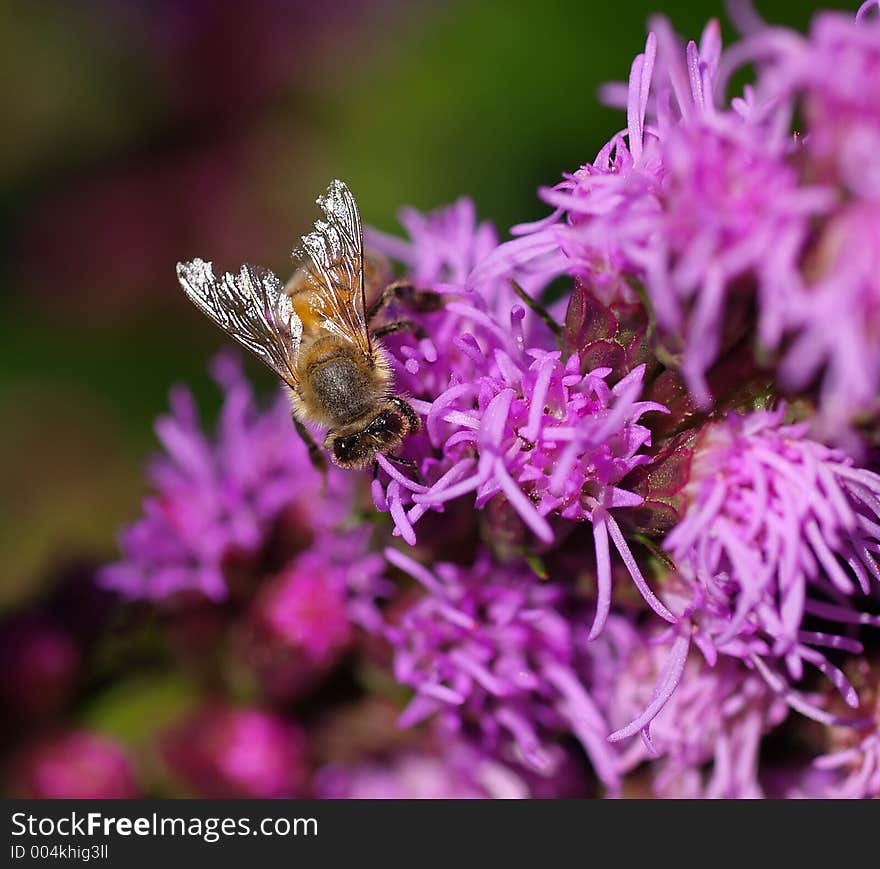 Bee pollinating flowers. Bee pollinating flowers