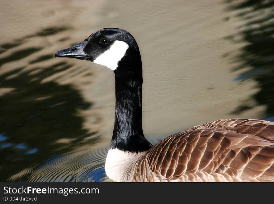 Canadian Goose