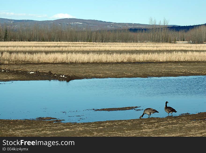 Canadian geese in field