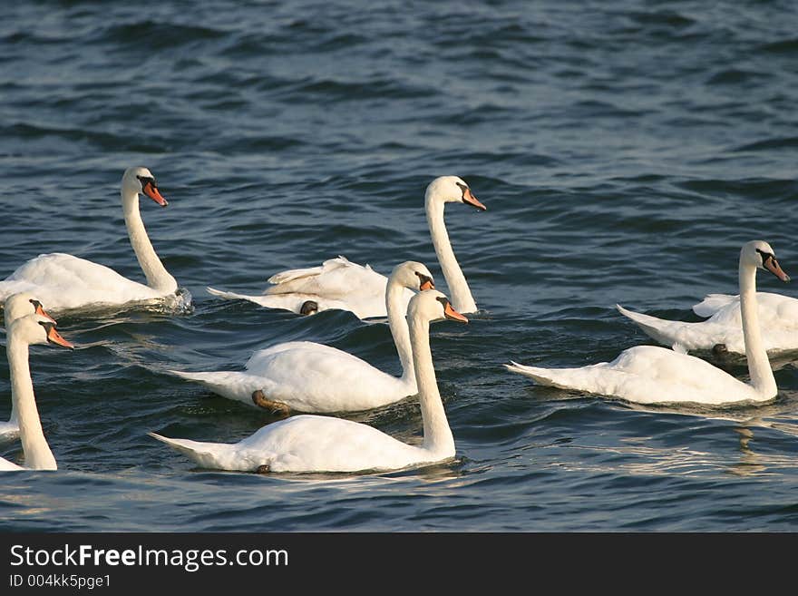 Group of swans