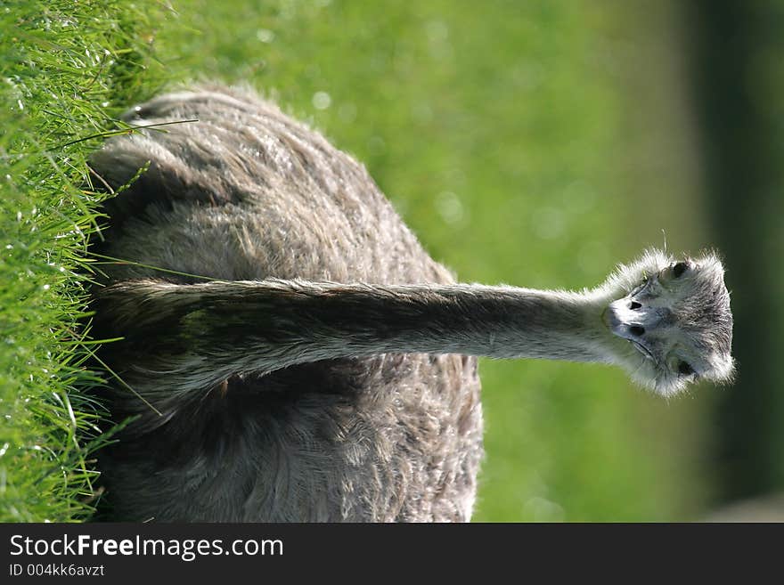 Ostrich