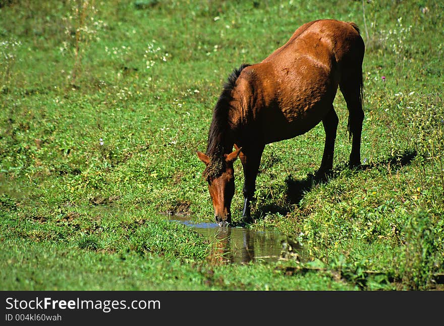 Drinking horse