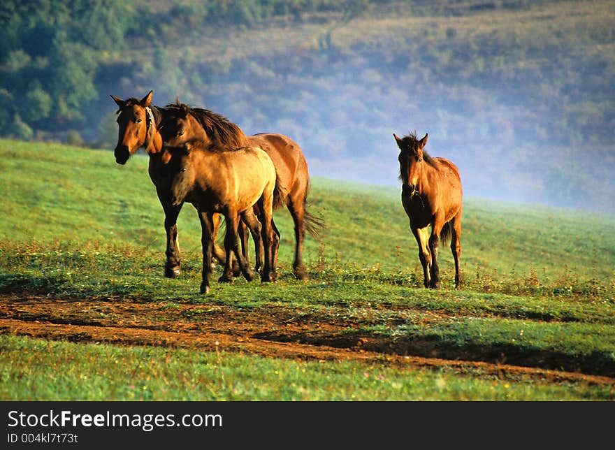 Horses with fog