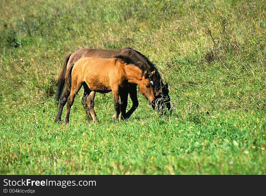Mare and foal on the pasture