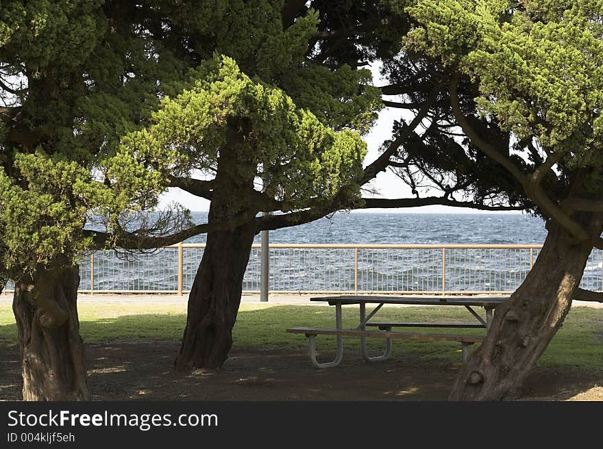 Picnic table under some trees by the ocean