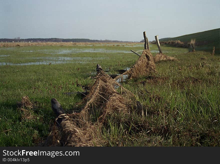 Wet meadow