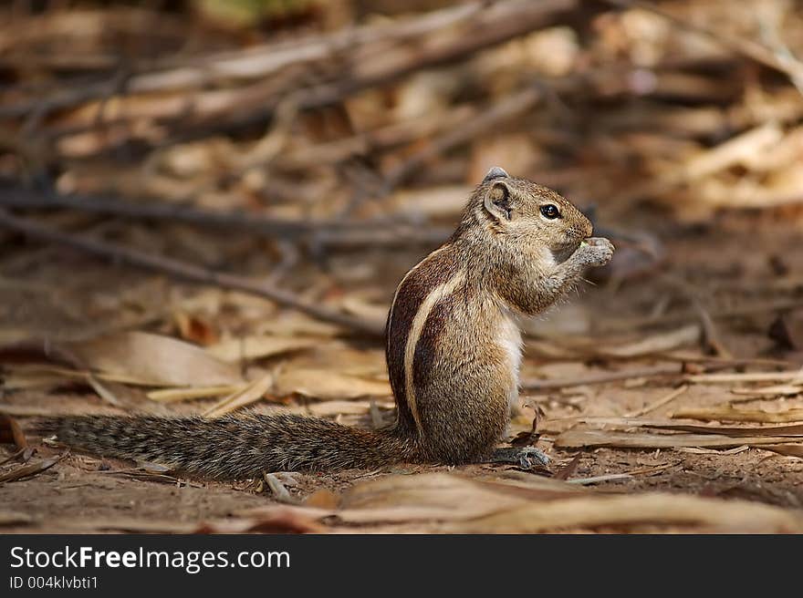 Squirrel eating