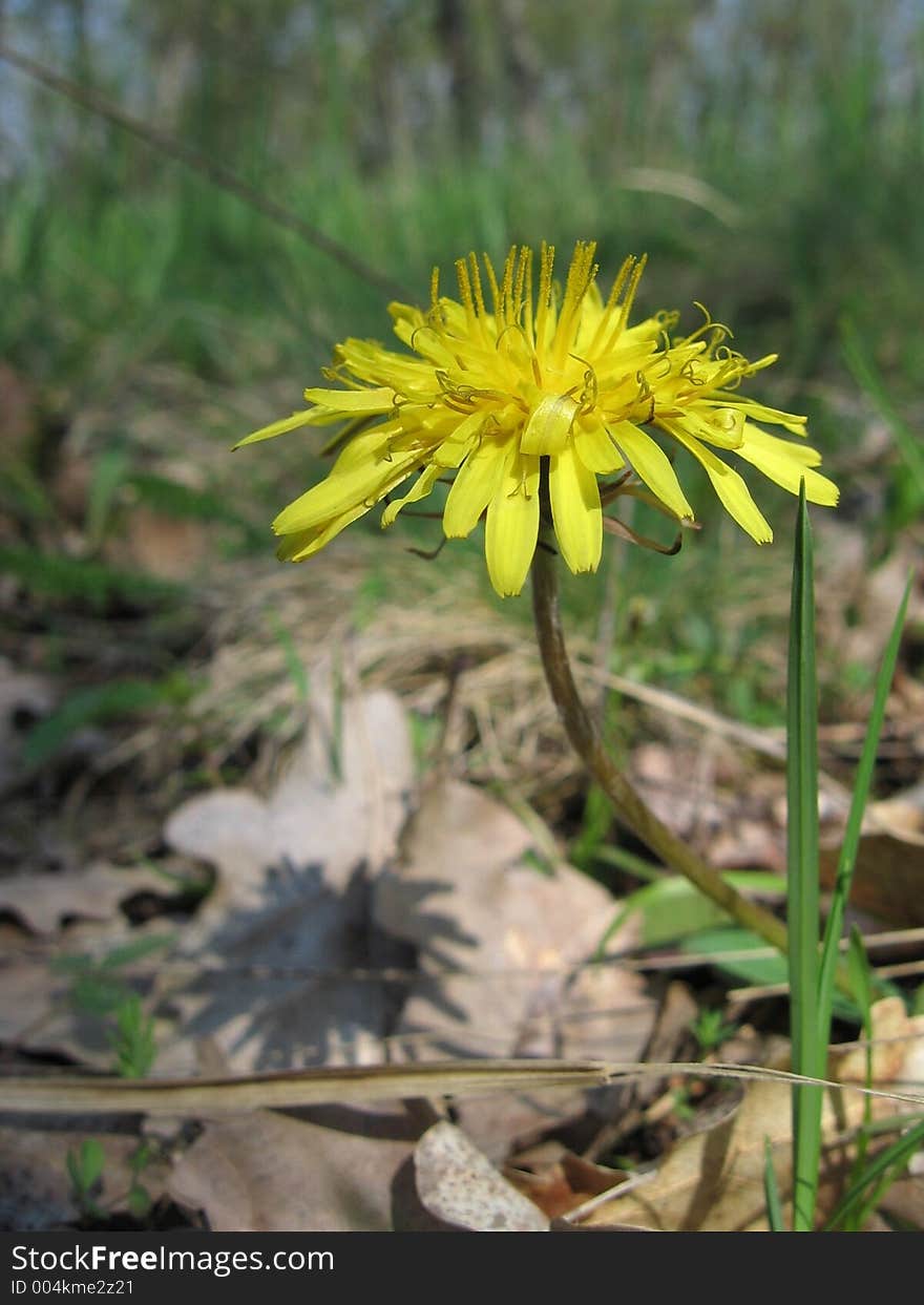 Blowball