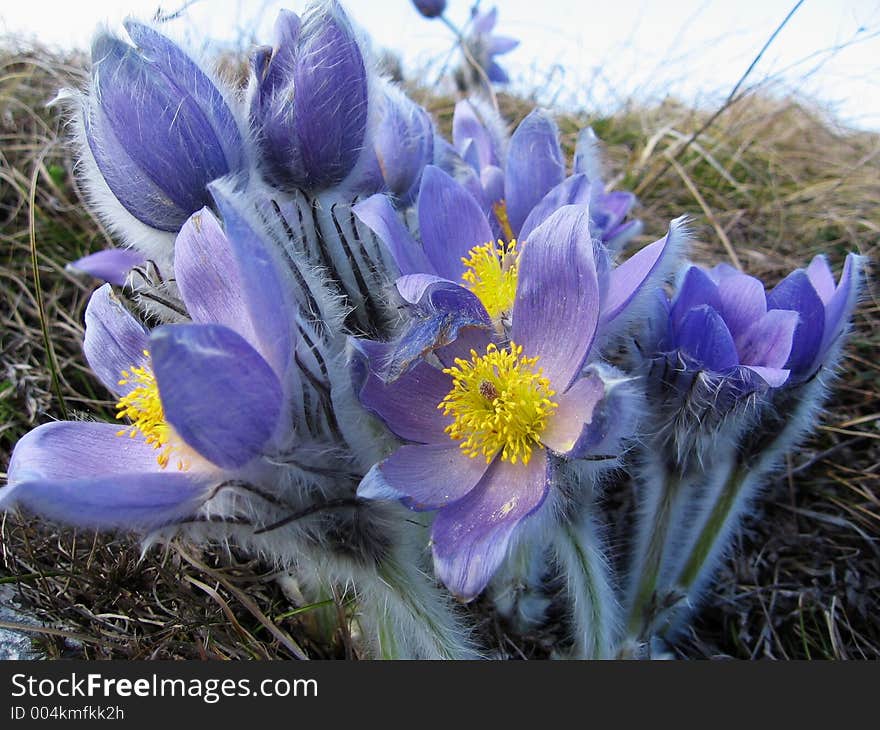 Flowers in Crimea