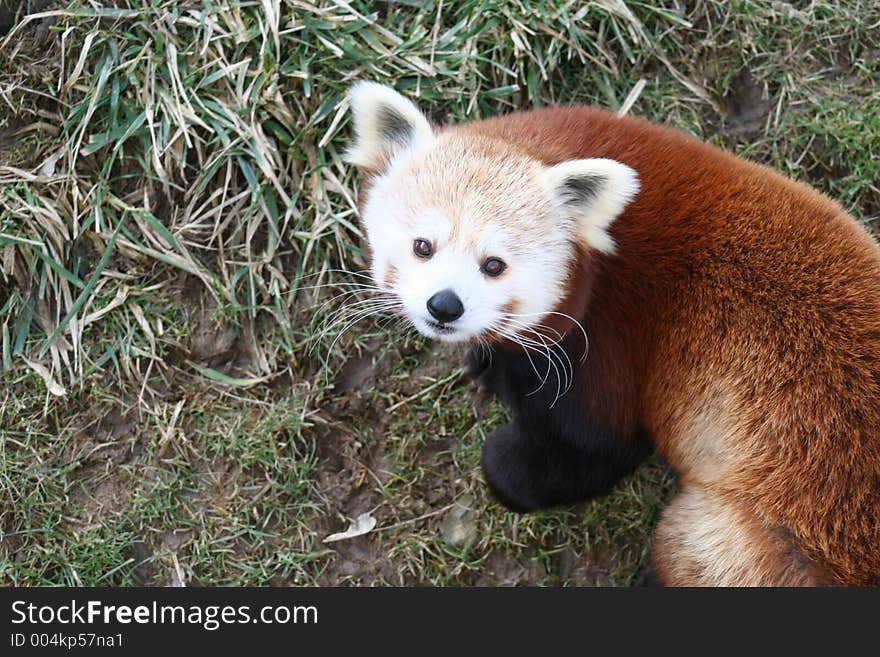 Red Panda