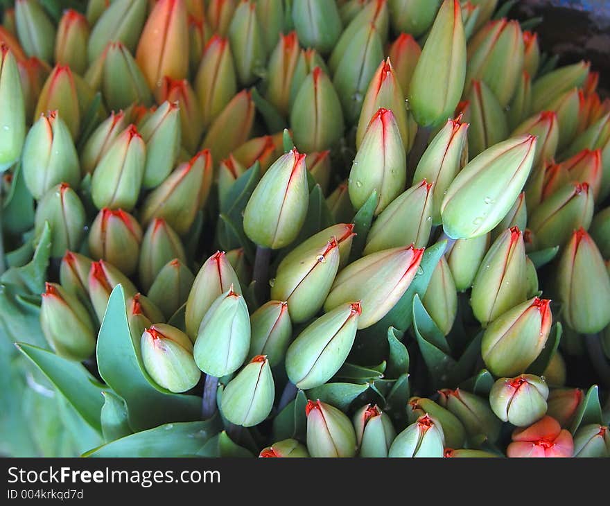 Fresh tulip buds. Fresh tulip buds