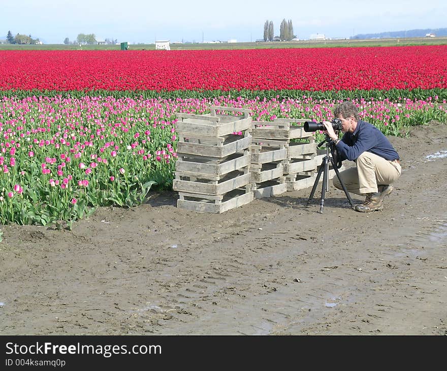 An unidentified photographer concentrates on his shot at the Skagit Valley Tulip Festival in Washington state, USA. An unidentified photographer concentrates on his shot at the Skagit Valley Tulip Festival in Washington state, USA