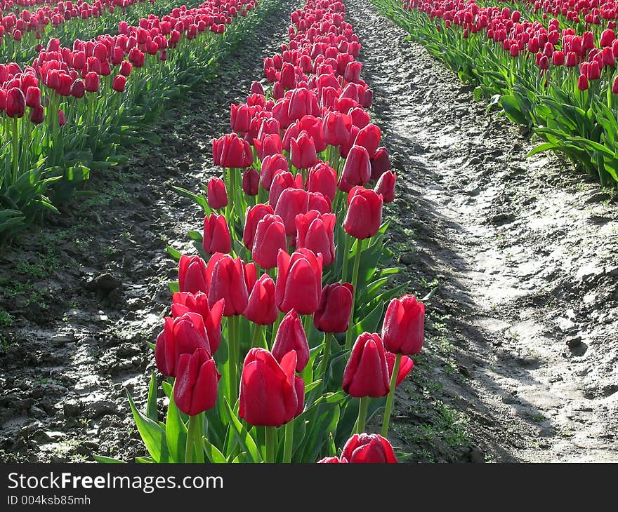 Deep red rows of tulips at the Skagit Valley Tulip Festival in Washington state, USA