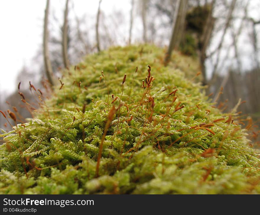 Mossy Tree