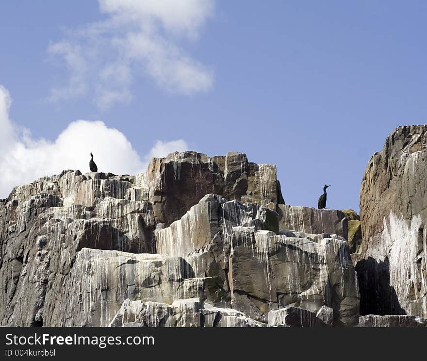 Seabirds on guano covered cliff.