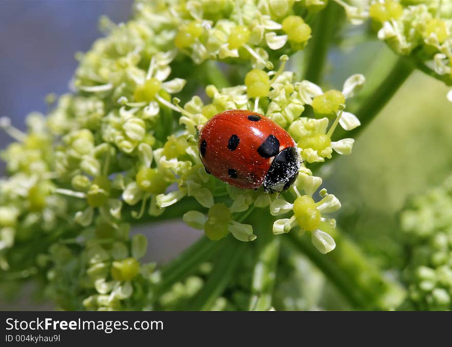 Ladybird Covered In Pollen