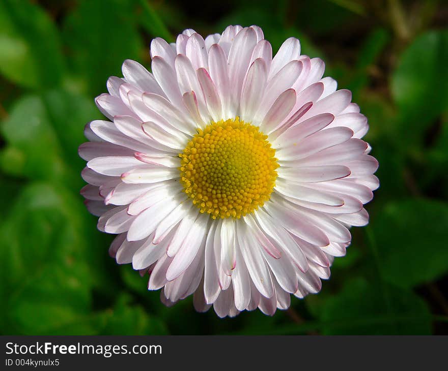 Pink flower