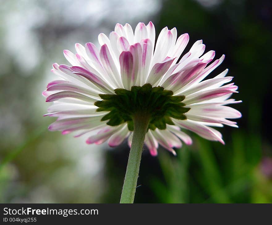 Pink flower