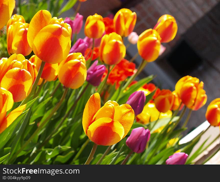 Garden Of Tulips