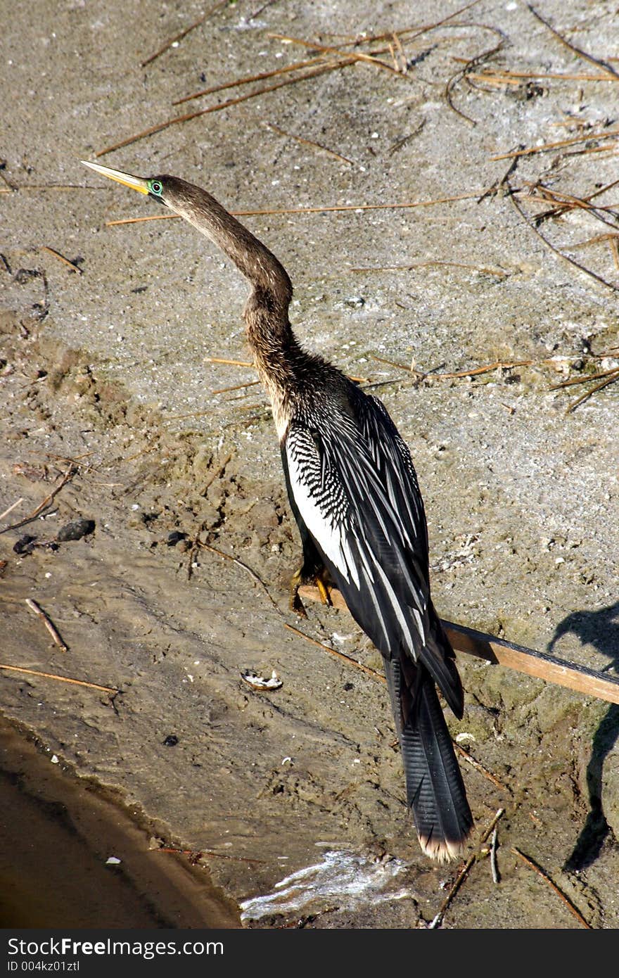 An Anhinga bird sits perched on a stick. An Anhinga bird sits perched on a stick