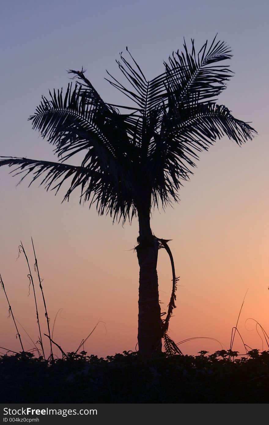 A small palm tree is silhouetted by the setting sunset colored sky. A small palm tree is silhouetted by the setting sunset colored sky