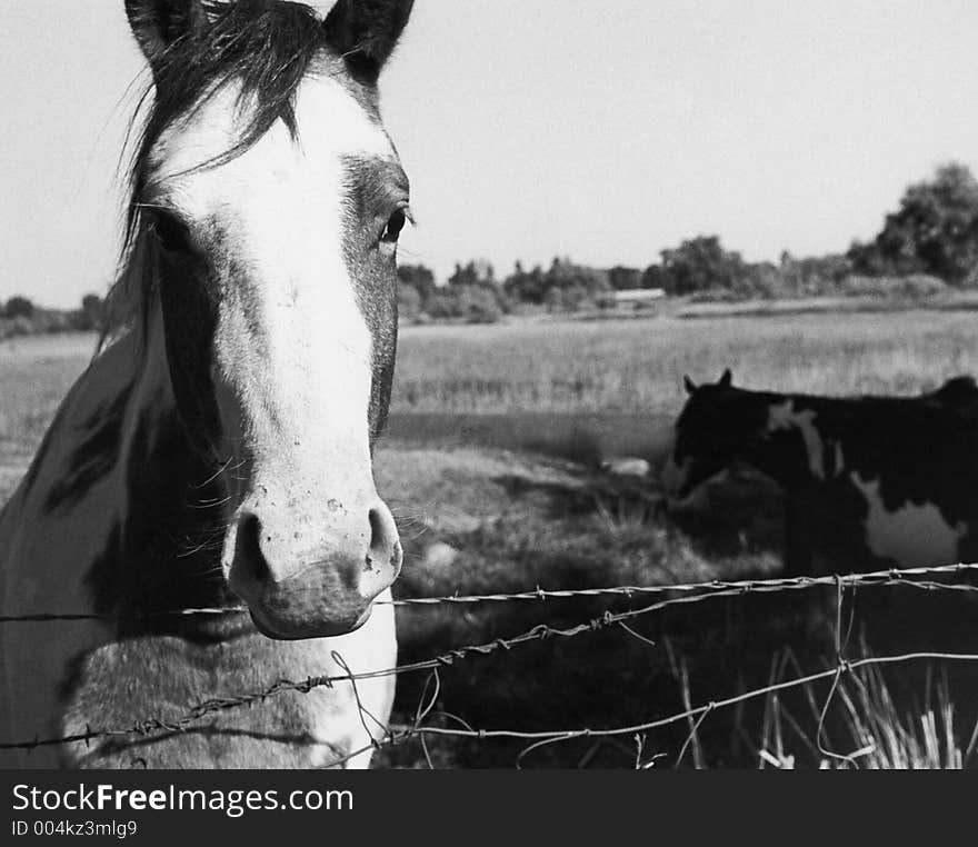 Horse saying hello from a fence. Horse saying hello from a fence