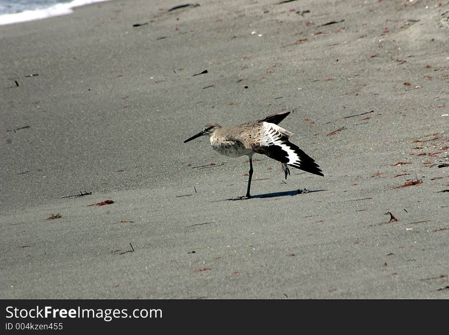 Willet wing stretch