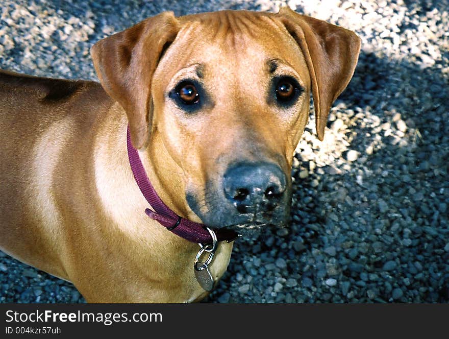 Rhodesian Ridgeback adolescent after doing a little dirt excavation. Rhodesian Ridgeback adolescent after doing a little dirt excavation.