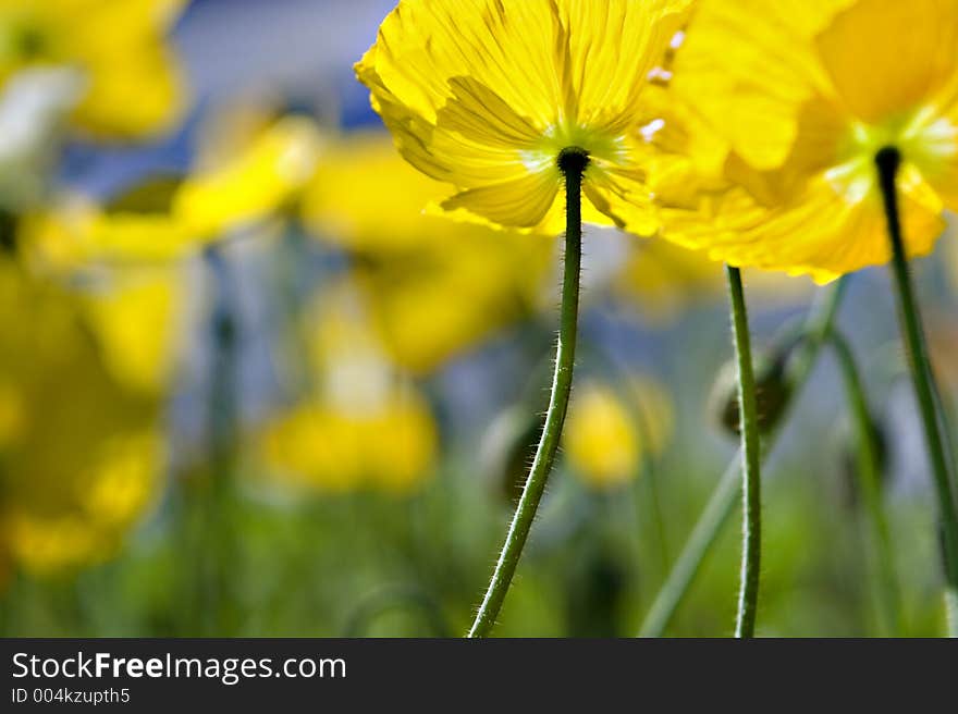 Yellow Poppy