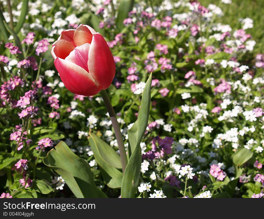 Red tulip against a white and pink flowers
