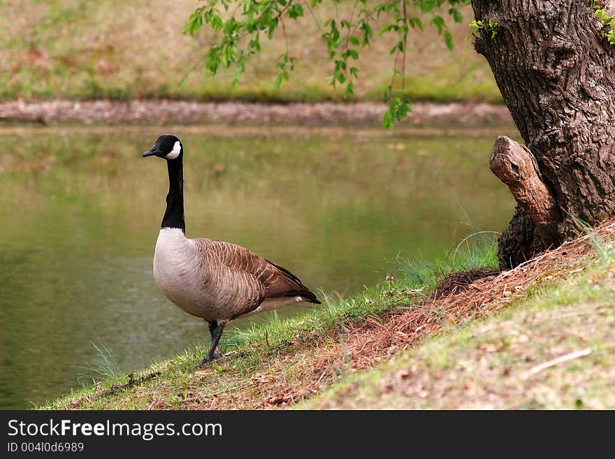 Canadian Goose