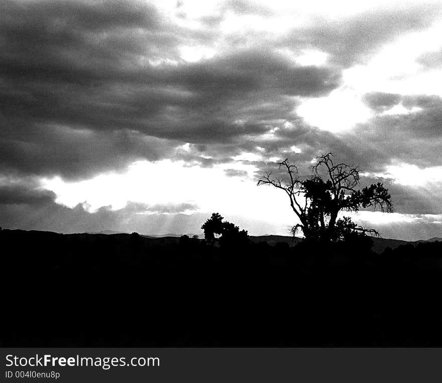 Silouetted lonely tree