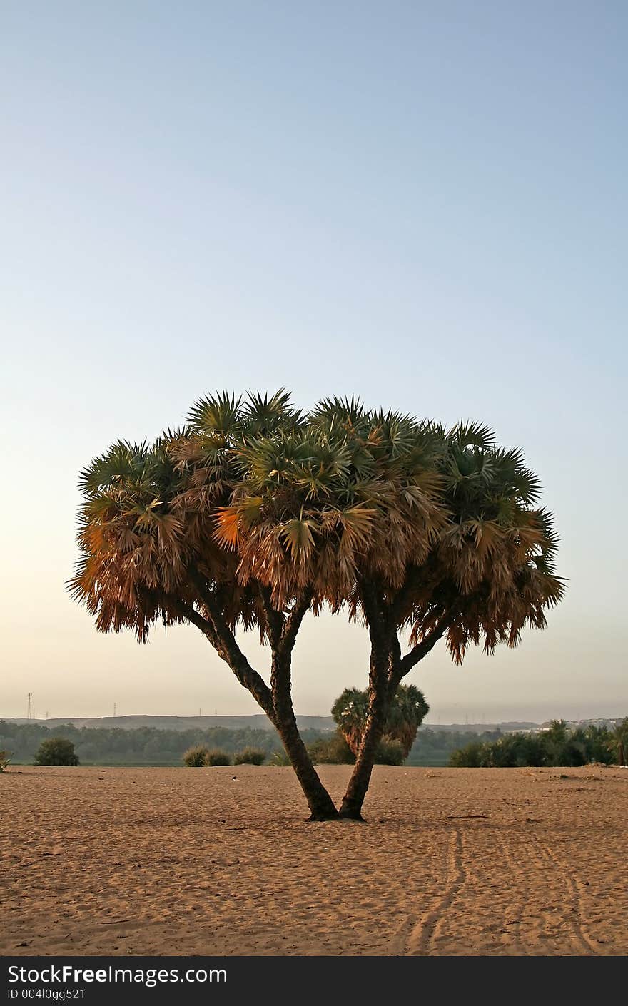 A tree on sandy island during sun rise