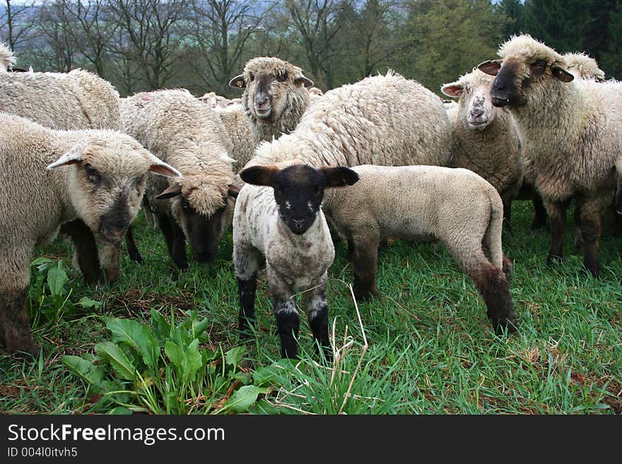 Sheep Herd in Germany
